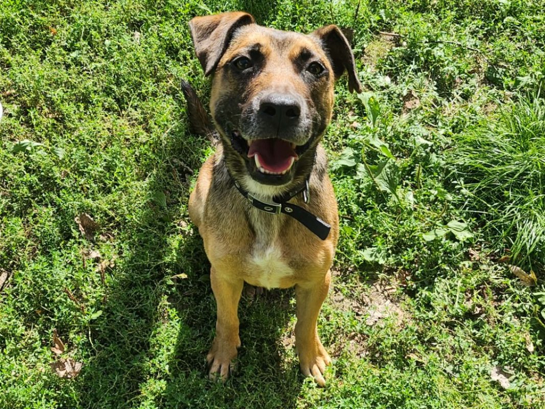 Follow - Chien à adopter - photo 3