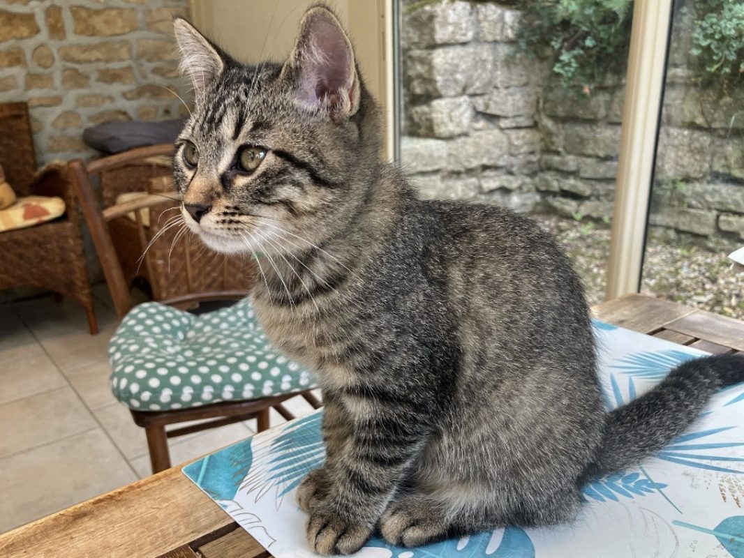 Inook - Chat Européen à adopter
