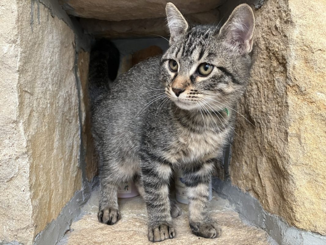 Inook - Chat Européen à adopter - photo 2