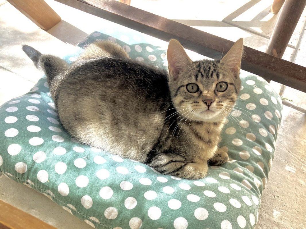 Keijo - Chat Européen à adopter