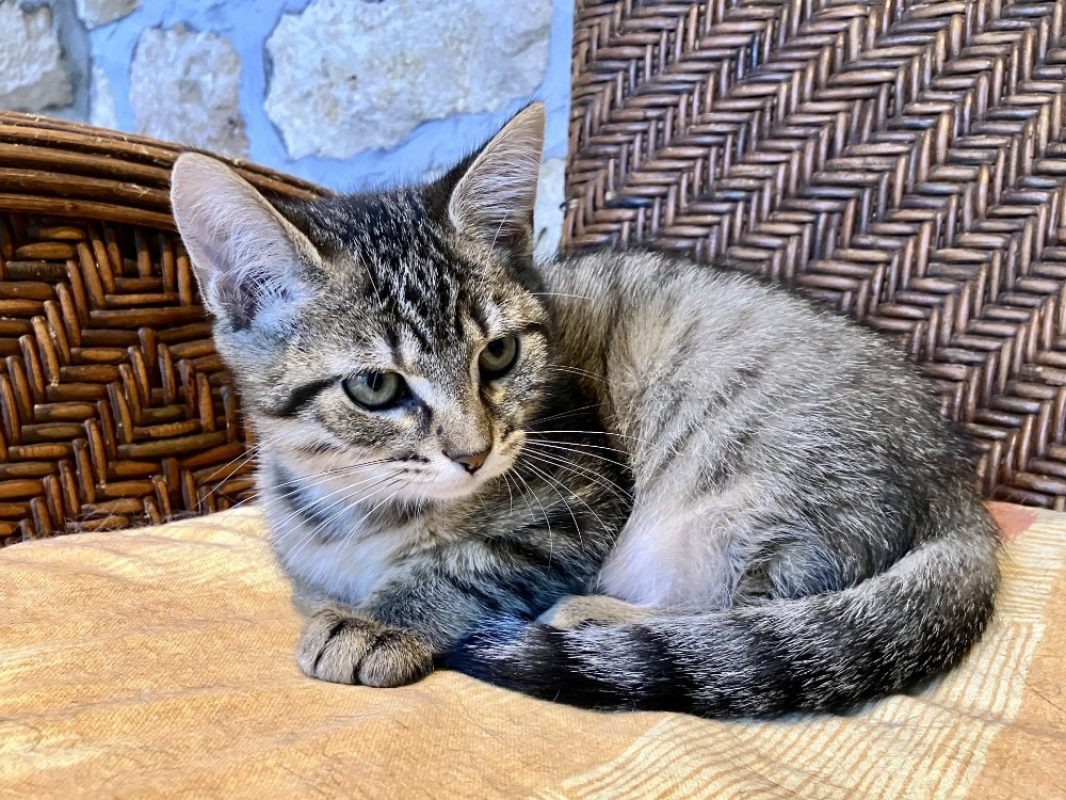 Keijo - Chat Européen à adopter - photo 2