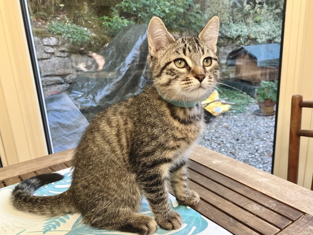 Bloom - Chat Européen à adopter