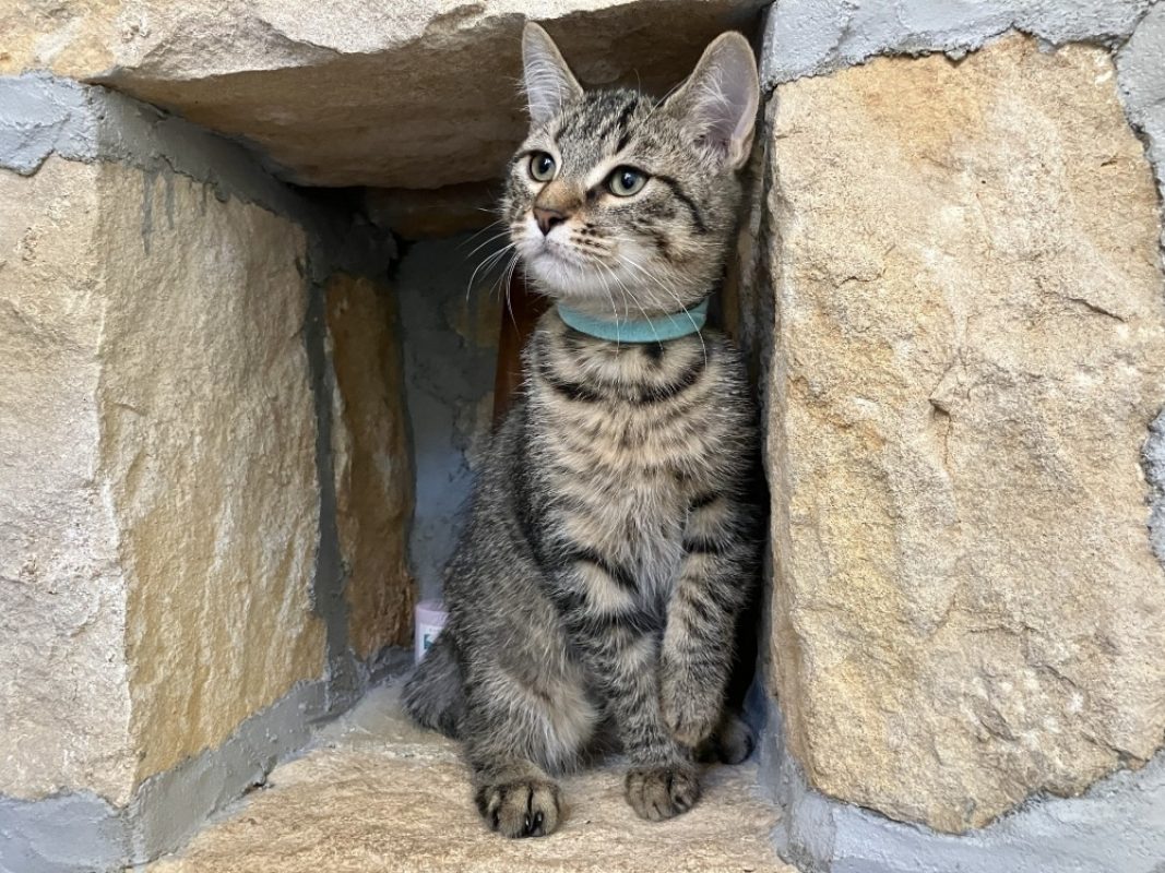 Bloom - Chat Européen à adopter - photo 2