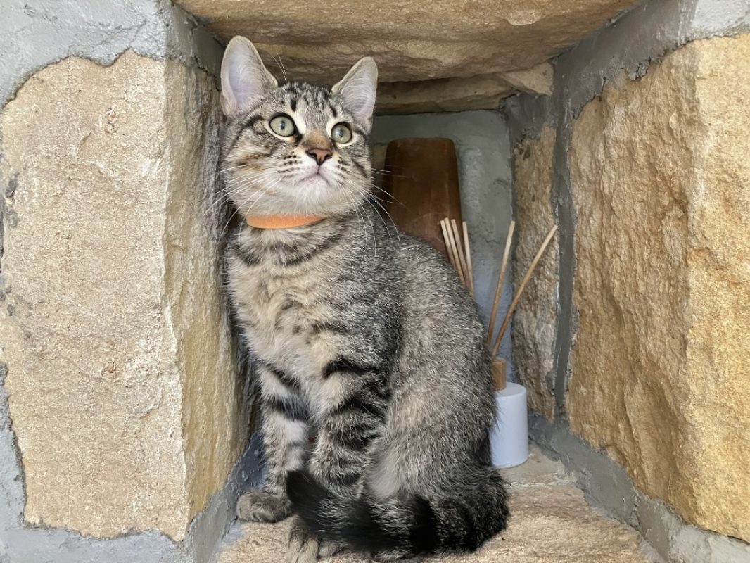 Pixel - Chat Européen à adopter