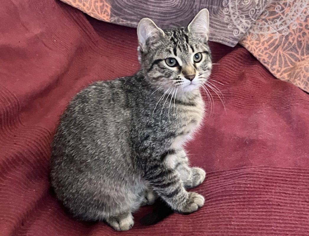 Pixel - Chat Européen à adopter - photo 2
