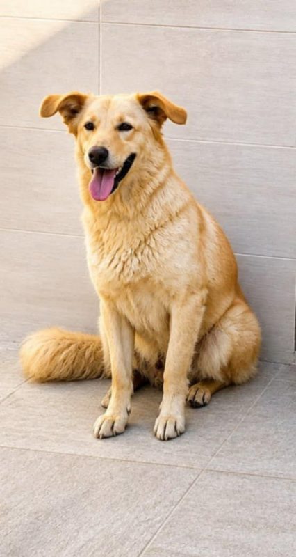 LINA - Chien Golden-Retriever à adopter - photo 3