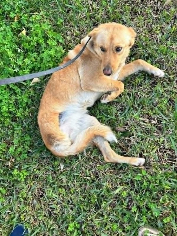 CANELLE - Chien à adopter - photo 4