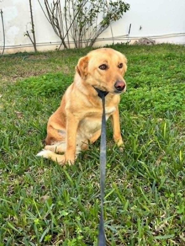 CANELLE - Chien à adopter - photo 2