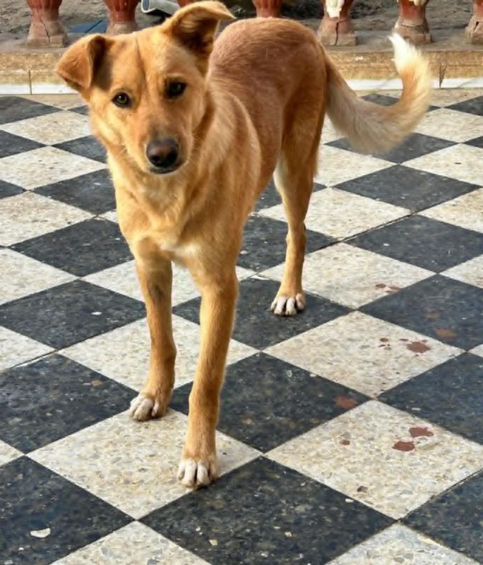 CANELLE - Chien à adopter