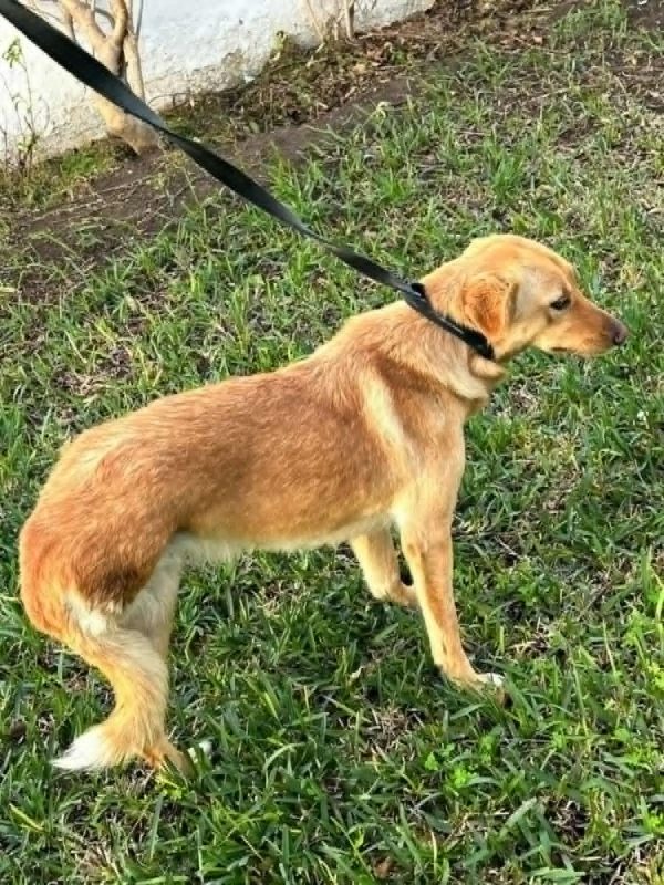 CANELLE - Chien à adopter - photo 5