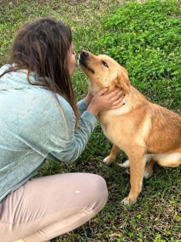 CANELLE - Chien à adopter - photo 3