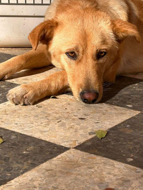 CANELLE - Chien à adopter - photo 6