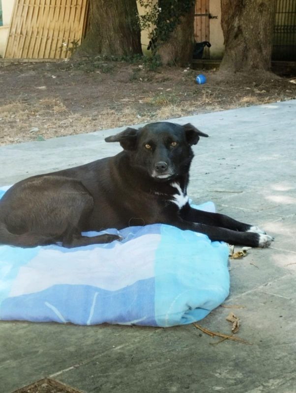 FLAFFY - Chien à adopter - photo 7