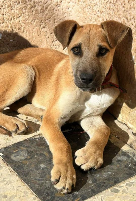 BILLY - Chien à adopter - photo 8