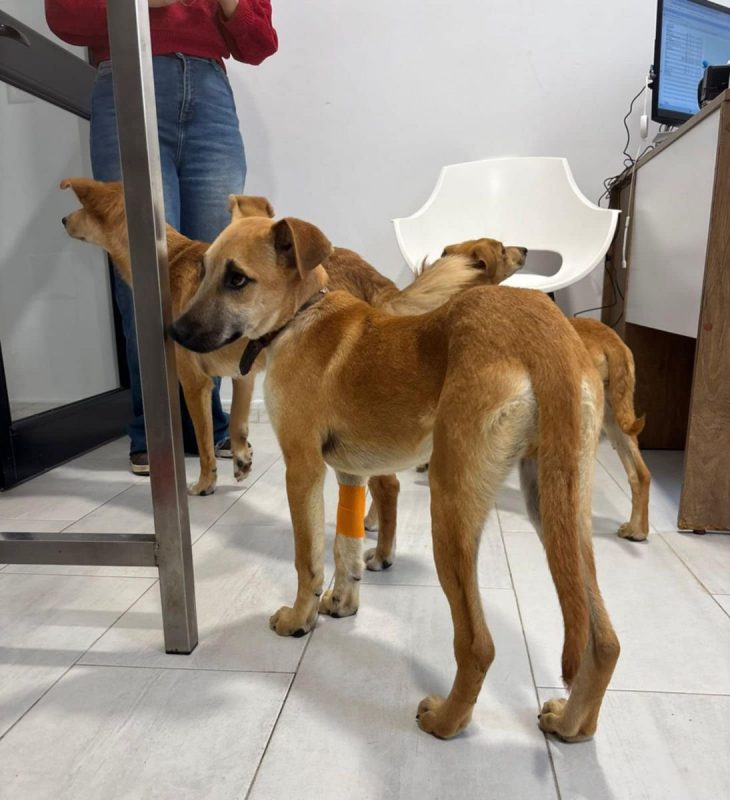 BILLY - Chien à adopter - photo 3