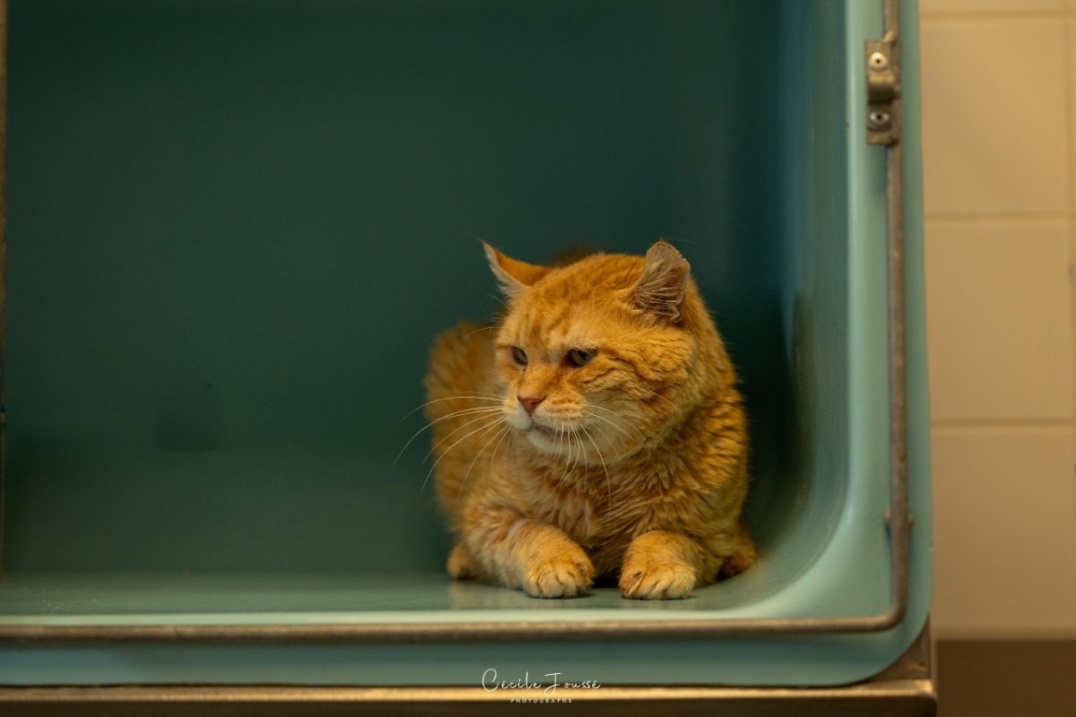 Tevrik - Chat Européen à adopter