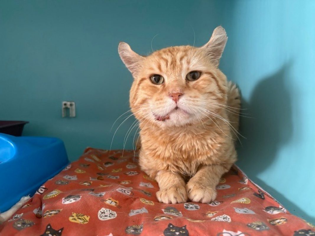 Tevrik - Chat Européen à adopter - photo 2