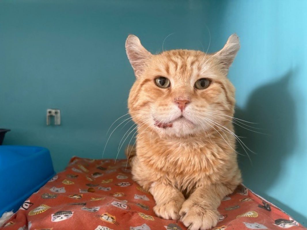 Tevrik - Chat Européen à adopter - photo 3