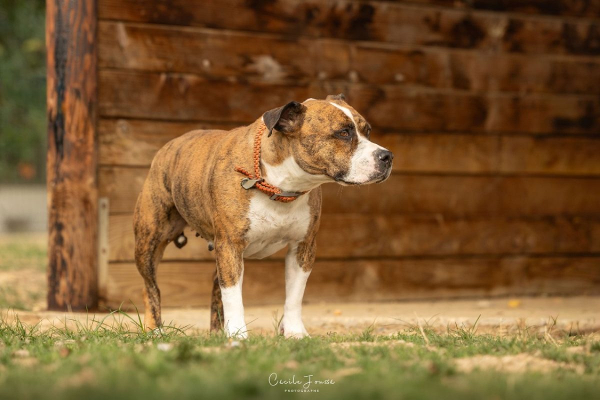 Royka - Chien à adopter