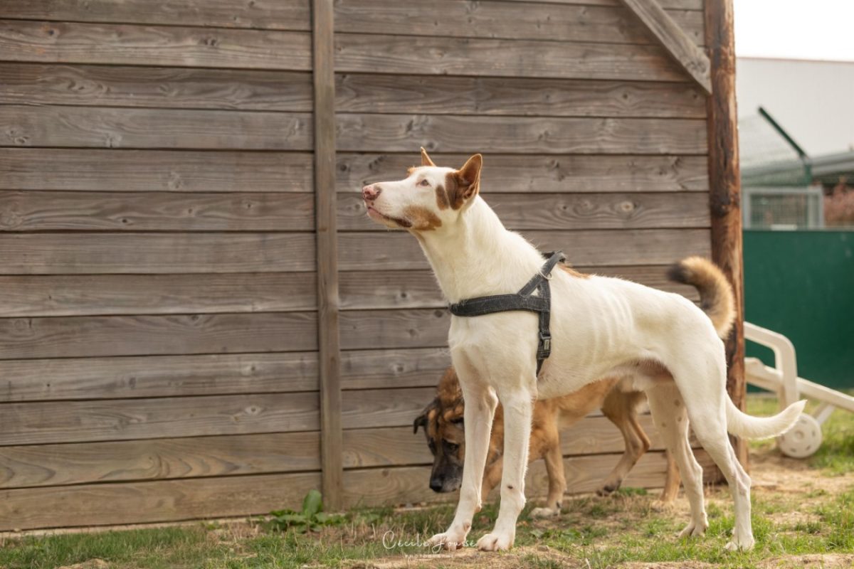 Milka - Chien à adopter
