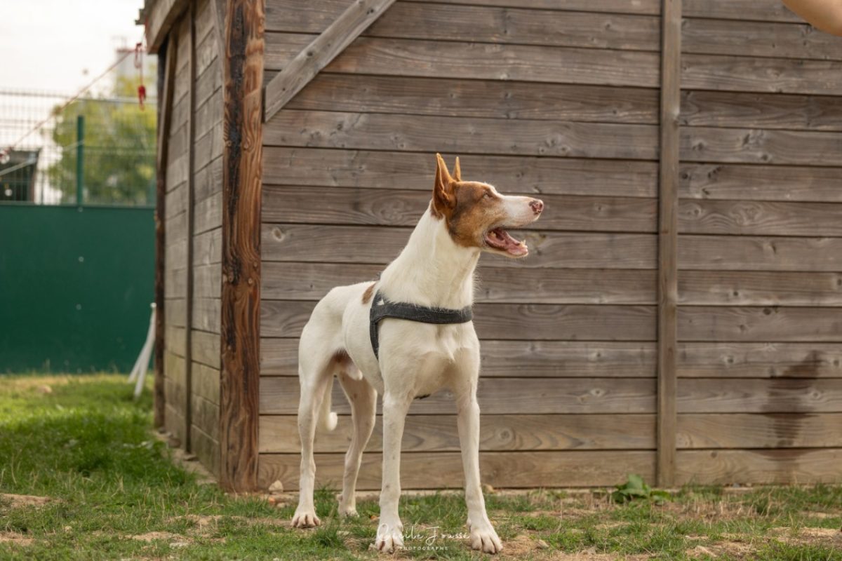 Milka - Chien à adopter - photo 2