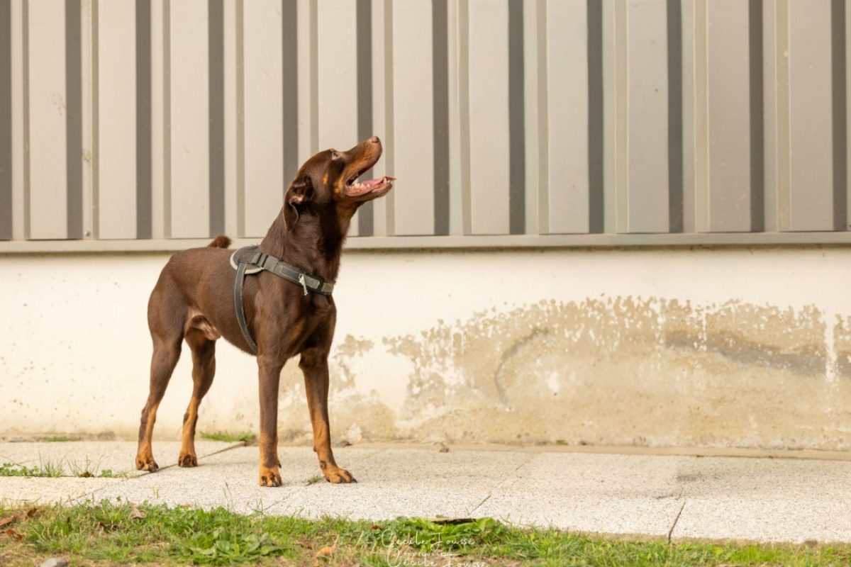 Bill - Chien à adopter