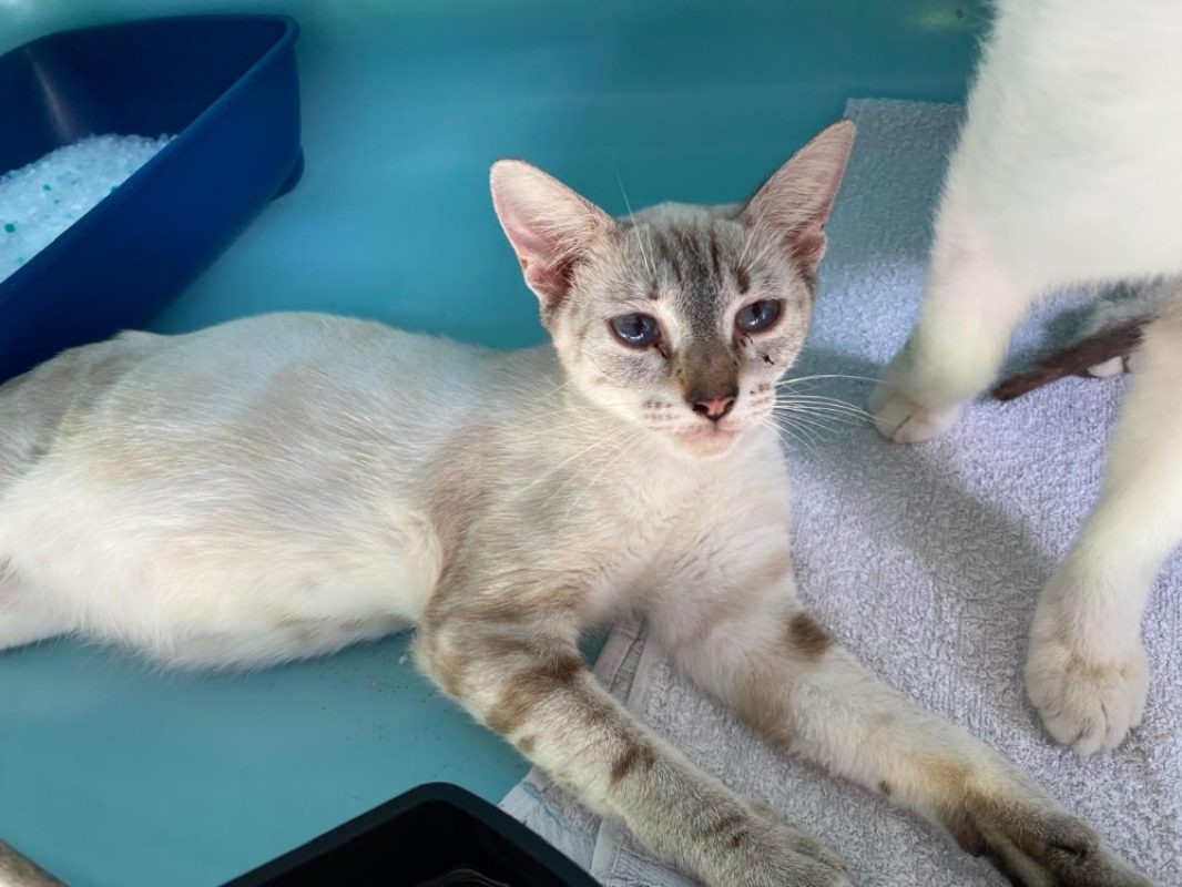 Kombucha - Chat Européen à adopter