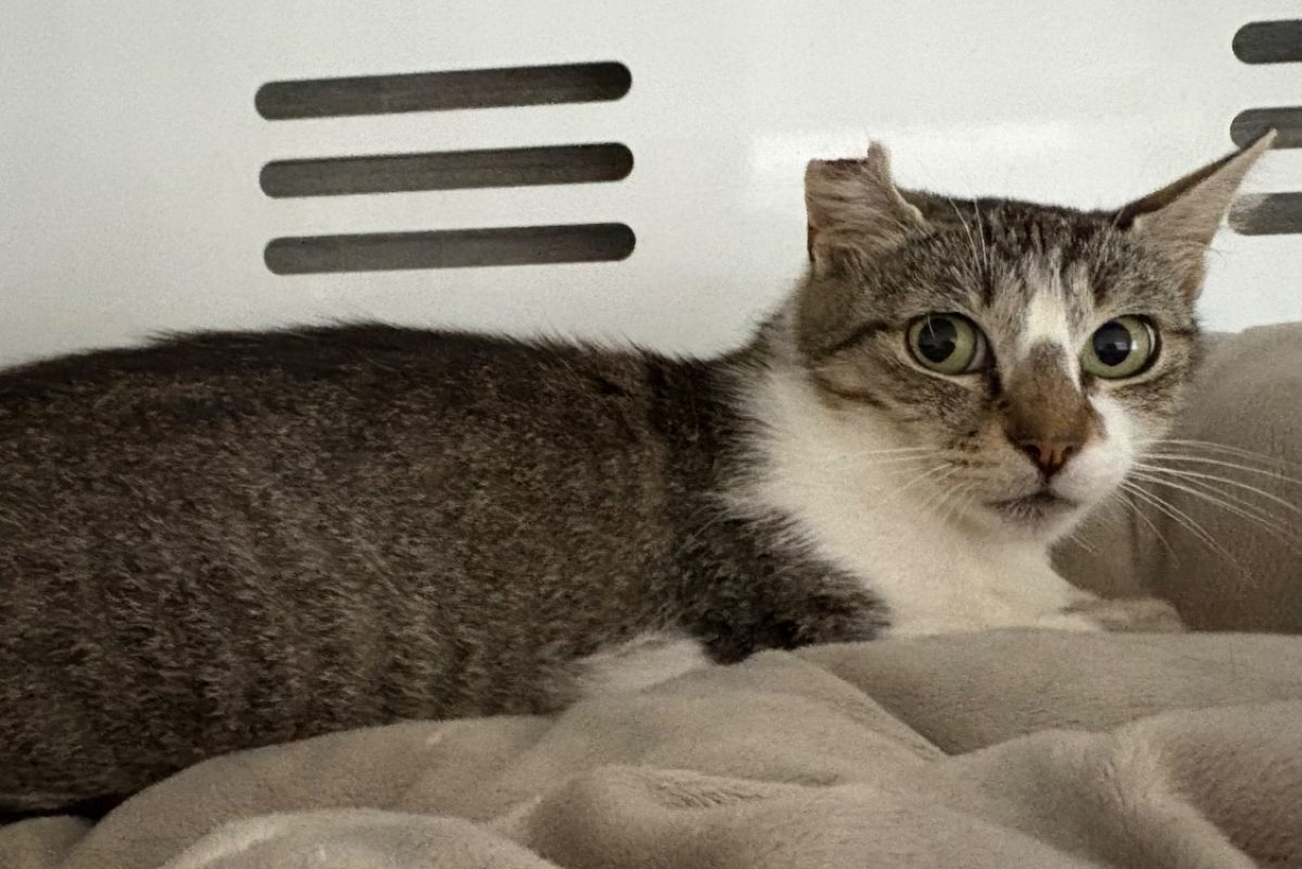 Cracotte - Chat Européen à adopter
