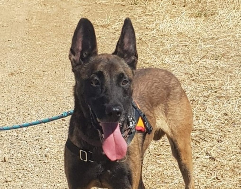 Marley - Chien Berger Belge Malinois à adopter