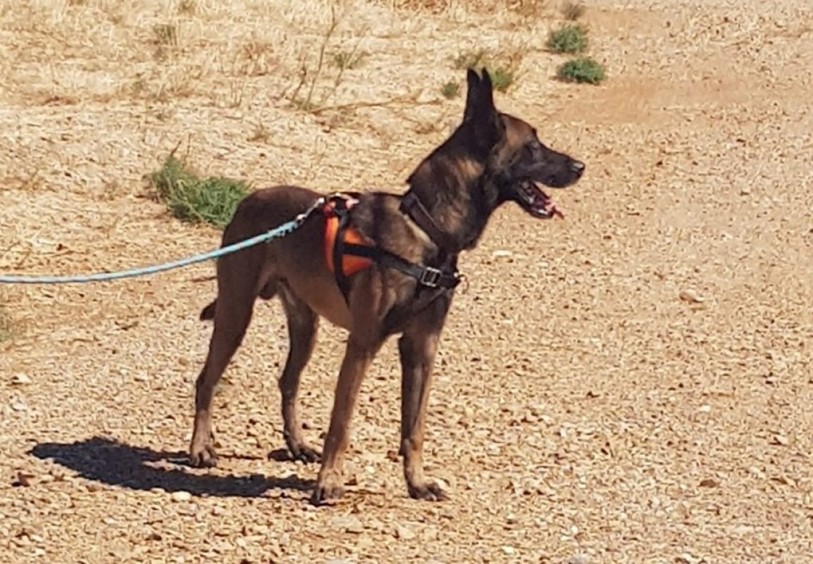 Marley - Chien Berger Belge Malinois à adopter - photo 2