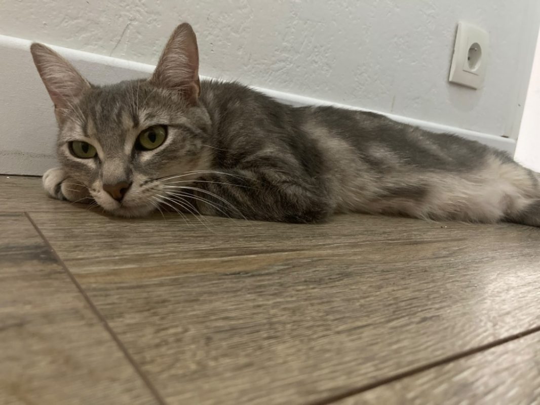 Blanche neige - Chat à adopter