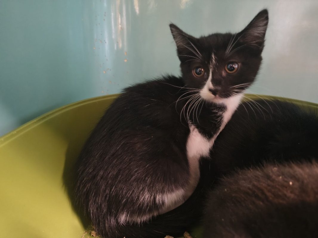 Nesta - Chat Européen à adopter
