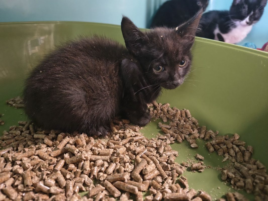 Riorson - Chat Européen à adopter