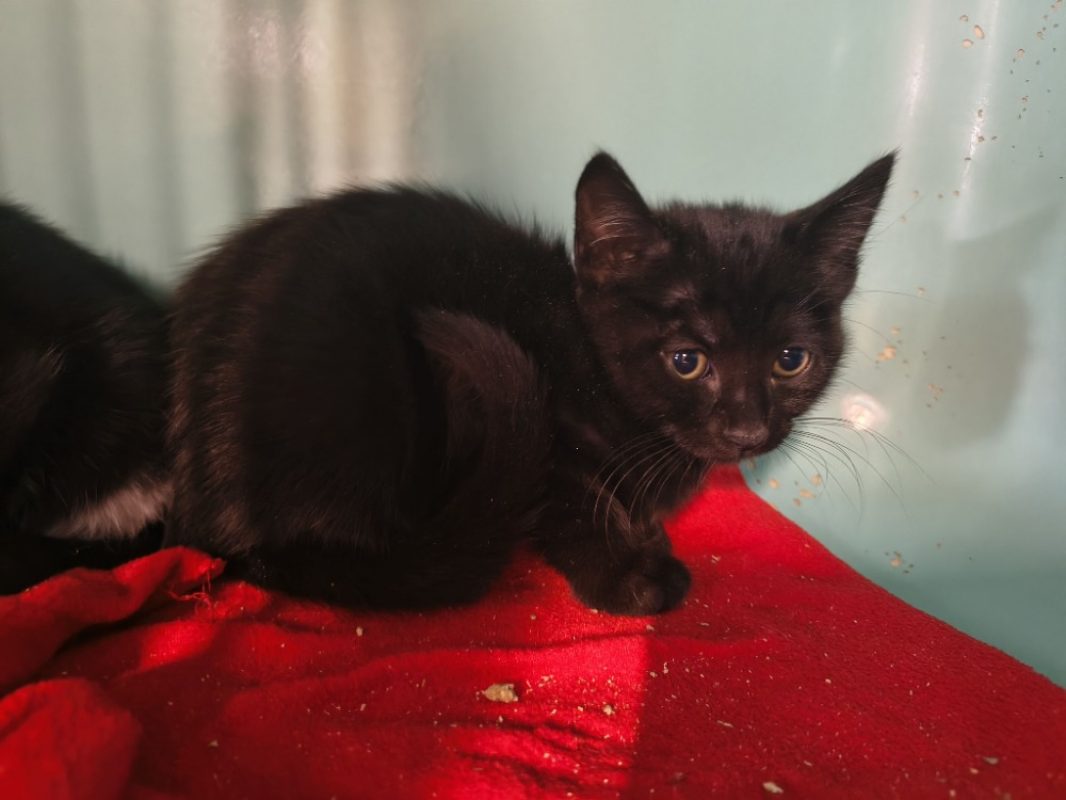 Azriel - Chat Européen à adopter