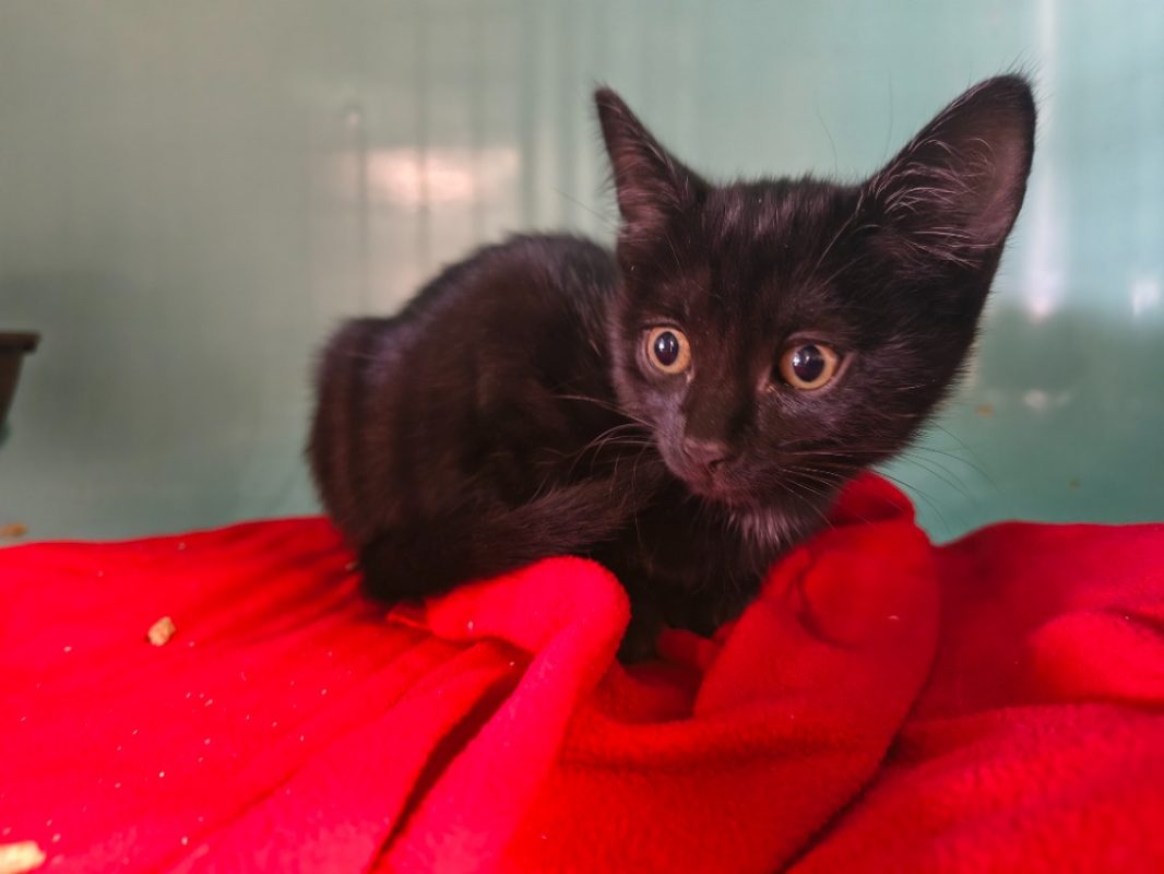 Propo - Chat Européen à adopter