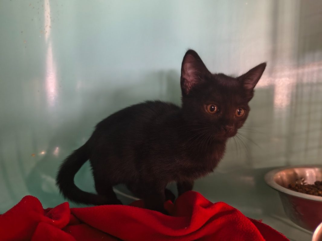 Saeris - Chat Européen à adopter