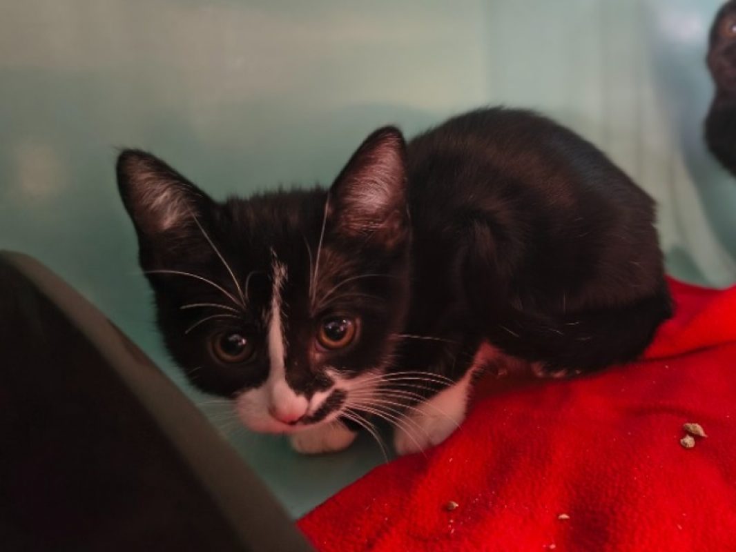 Rhiannon - Chat Européen à adopter