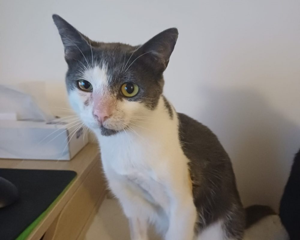Auburn - Chat Européen à adopter