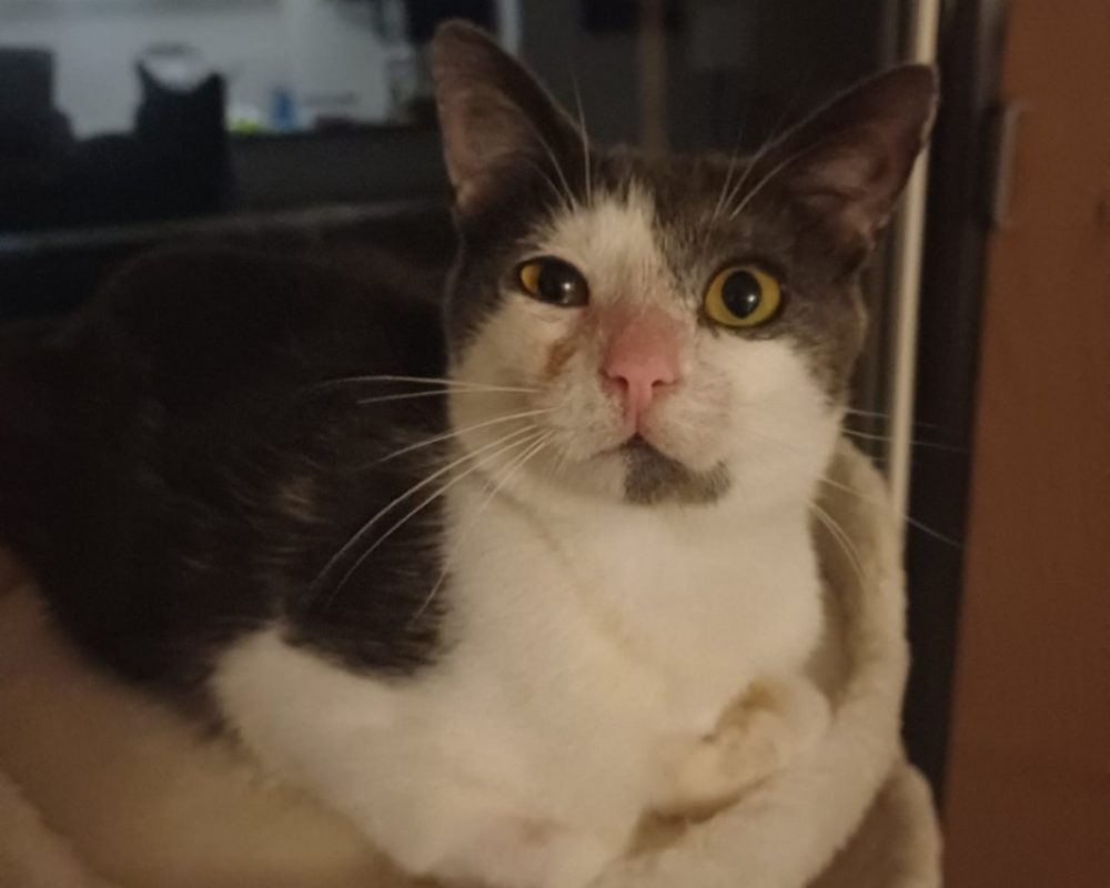 Auburn - Chat Européen à adopter - photo 2