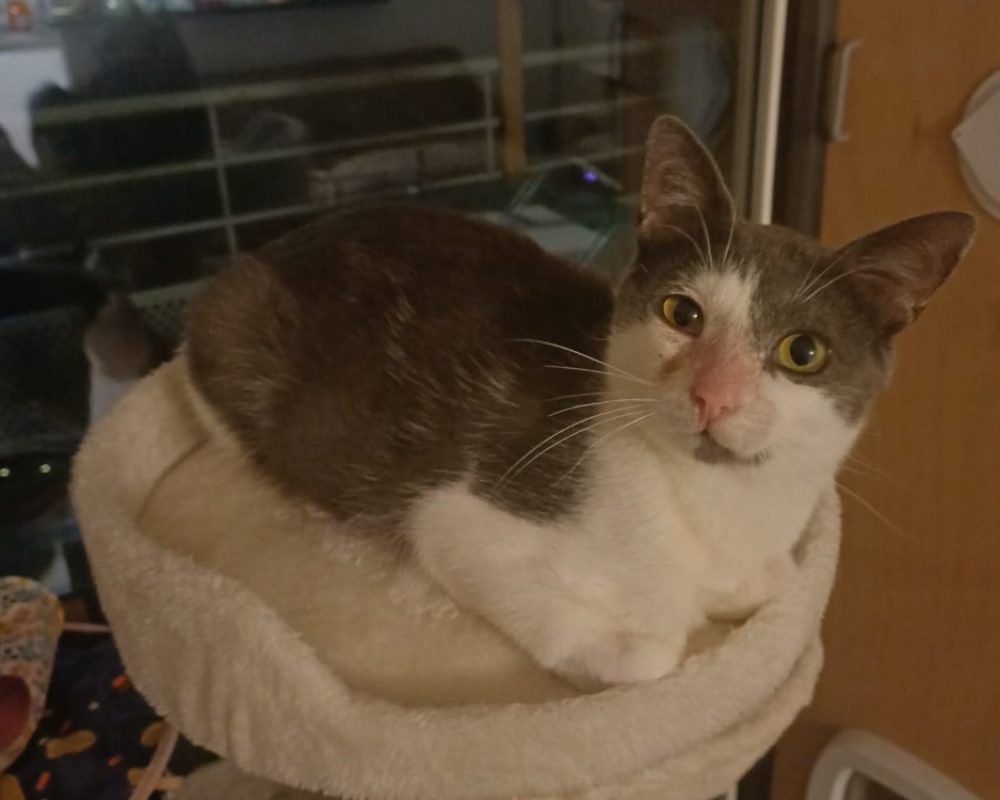 Auburn - Chat Européen à adopter - photo 3