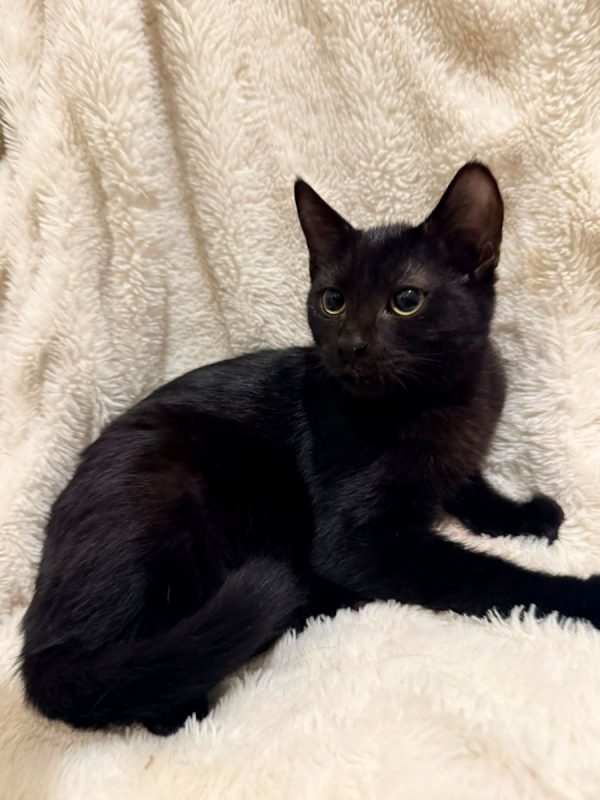BEAKER - Chat Européen à adopter