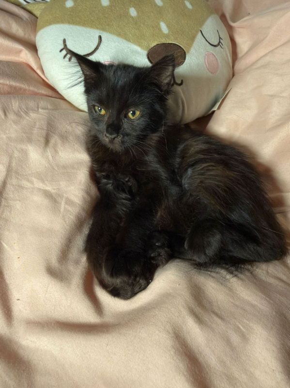 BOREALE - Chat Européen à adopter