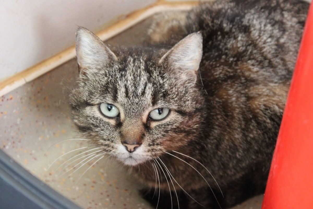 Betty - Chat Européen à adopter