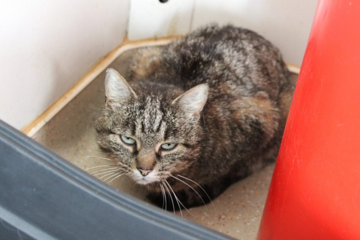 Betty - Chat Européen à adopter - photo 2