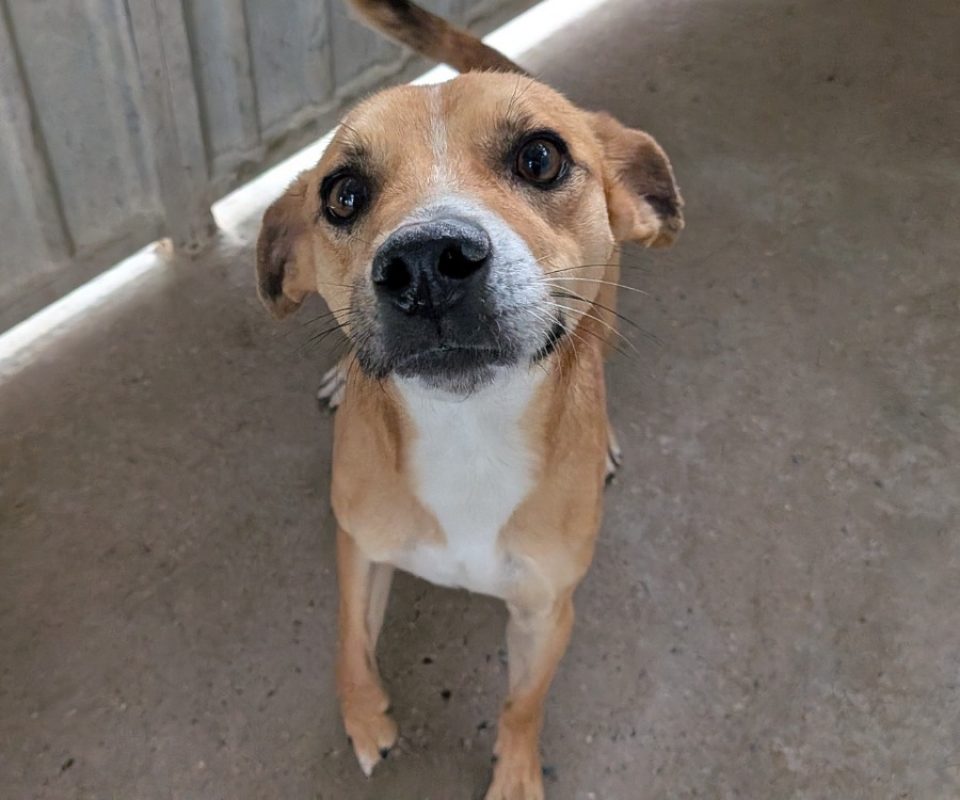 Balthazar - Chien à adopter