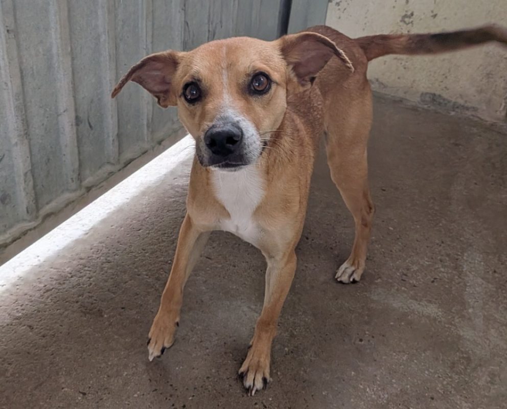 Balthazar - Chien à adopter - photo 2