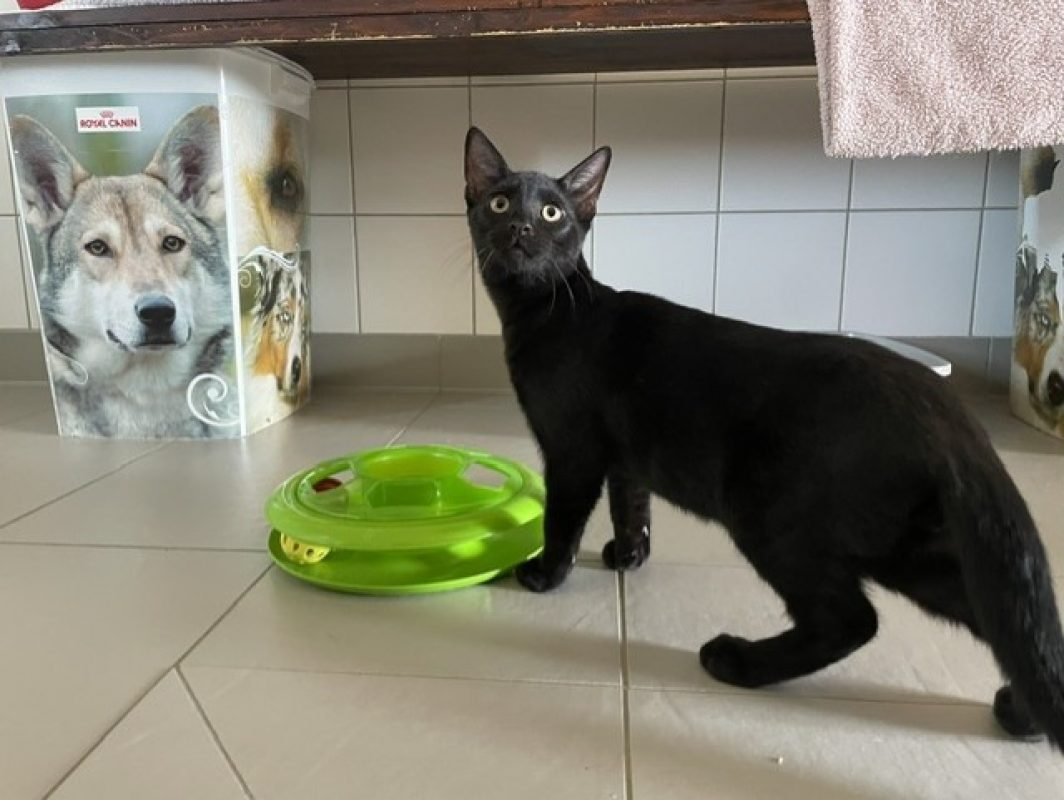 Baobad - Chat Européen à adopter