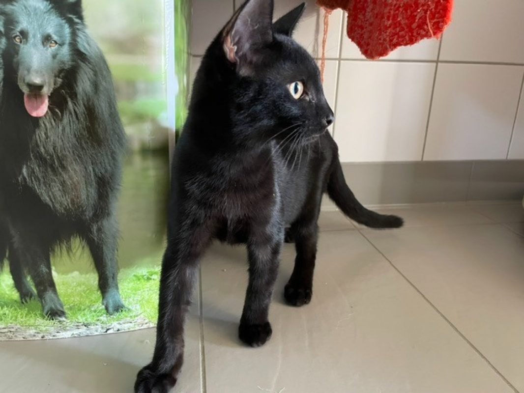 Baobad - Chat Européen à adopter - photo 2