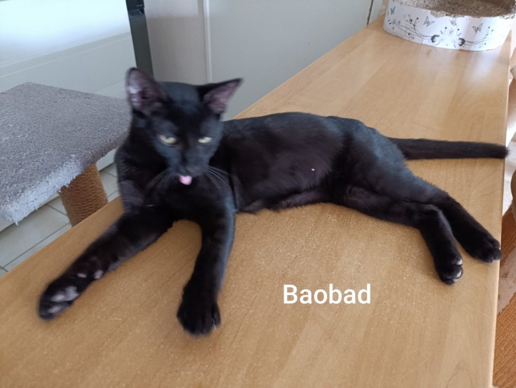 Baobad - Chat Européen à adopter - photo 3