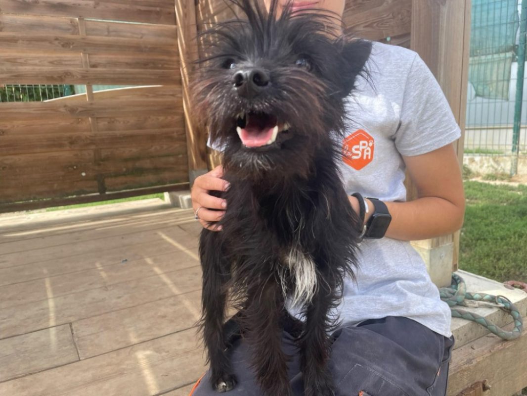 Selma - Chien Yorkshire Terrier à adopter